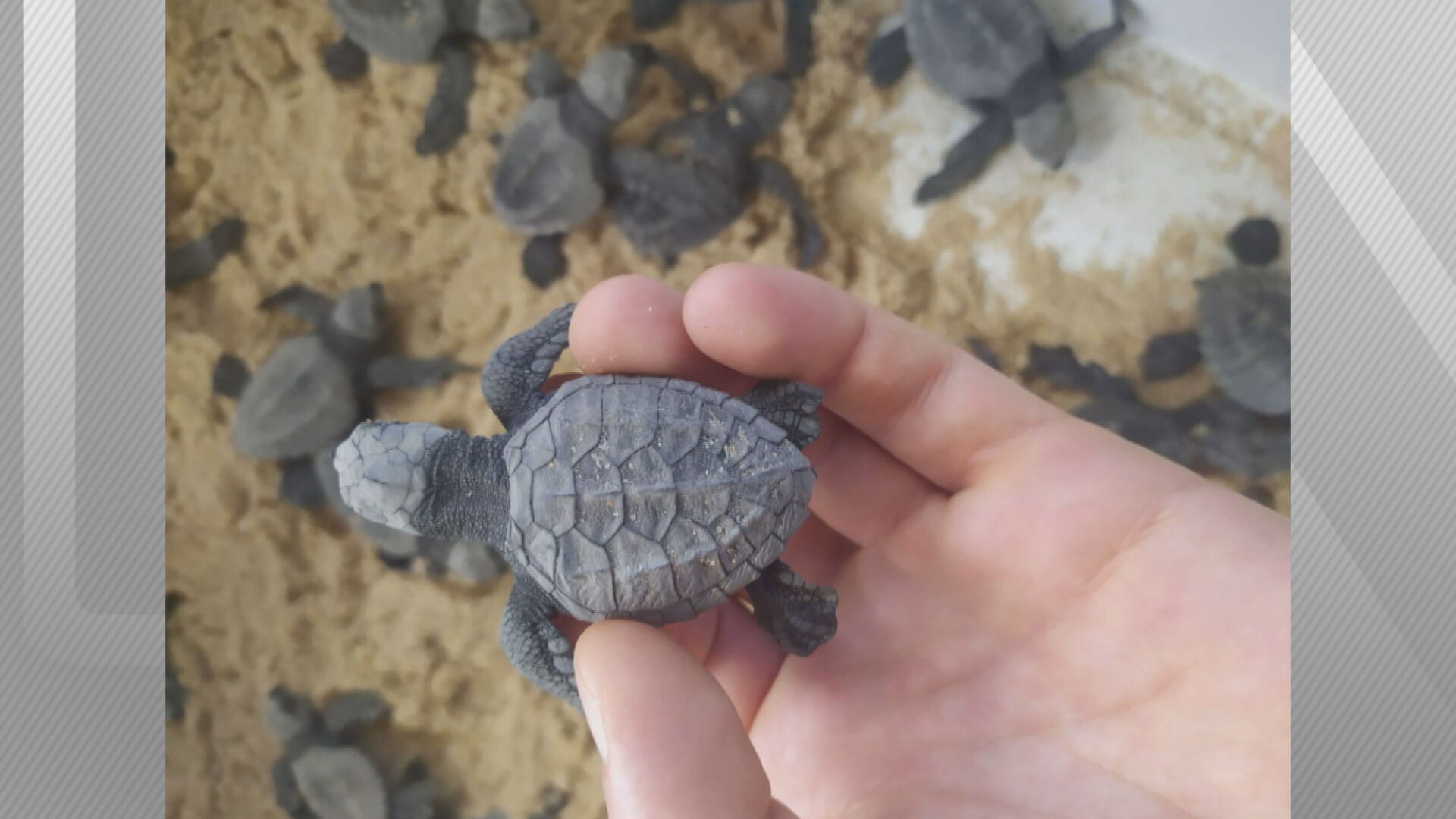 Filhote de tartaruga-oliva que nasceu em Salvador, na Bahia