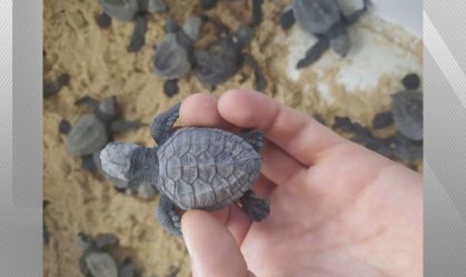 Filhote de tartaruga-oliva que nasceu em Salvador, na Bahia
