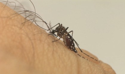 Chikungunya pode afetar sistema nervoso central, diz estudo