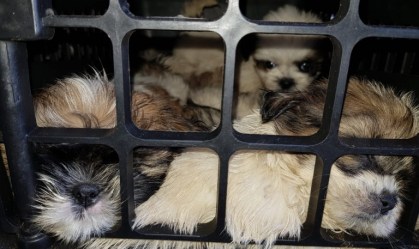 PRF apreende mais de 60 filhotes de shih tzu em porta-malas de carro