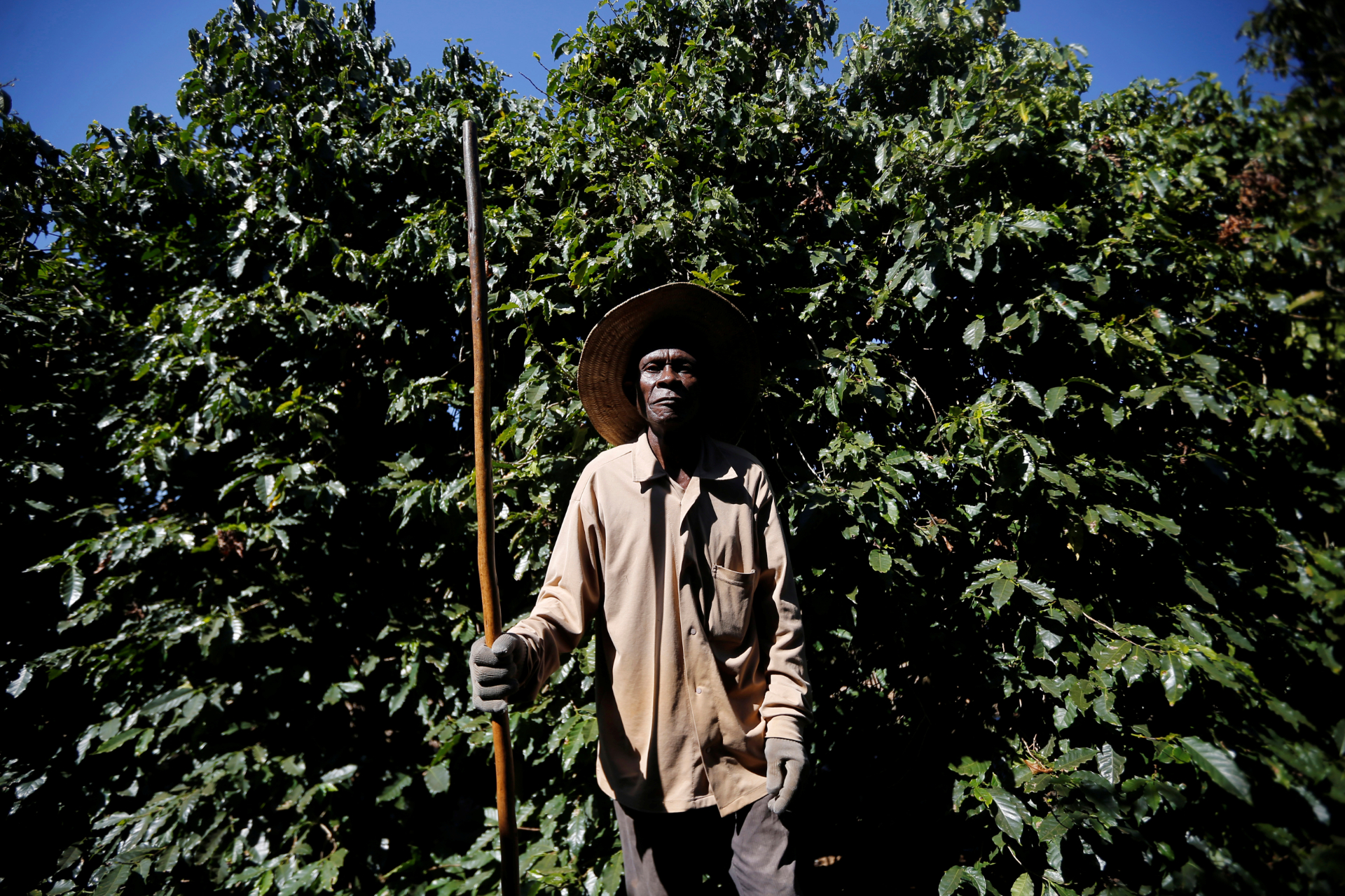 Trabalhador em fazenda de café em MG