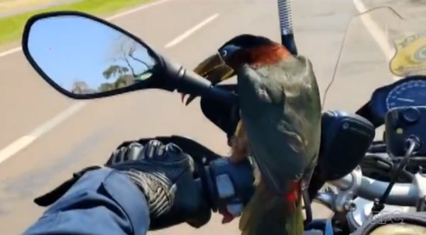Ave 'pega carona' em moto da PRF no Paraná; veja o vídeo