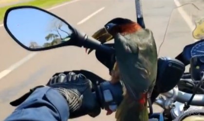 Ave 'pega carona' em moto da PRF no Paraná; veja o vídeo