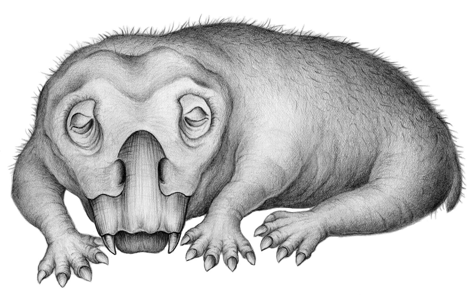Lystrosaurus em estado de torpor