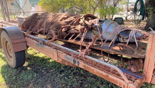 Com cerca de 350 kg, o crocodilo foi capturado por guardas florestais