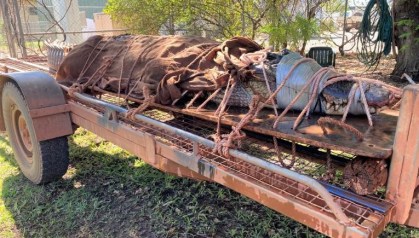 Com cerca de 350 kg, o crocodilo foi capturado por guardas florestais