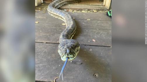 Cobra de frente para a câmera