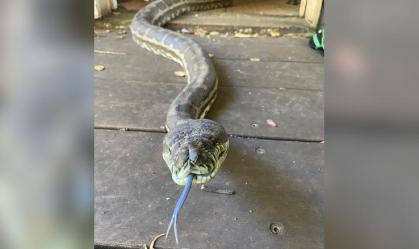 Cobra de frente para a câmera