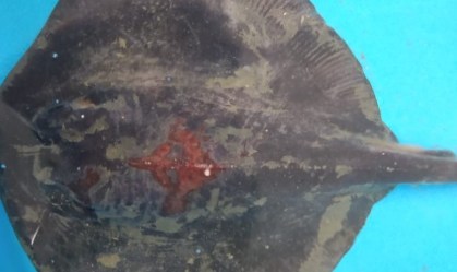 Raia de espécie rara é encontrada na praia de Santos