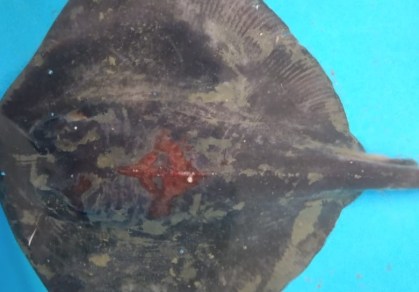 Arraia encontrada em Santos foi levada para o aquário da cidade