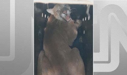 Onça passeava pelas ruas de Cerqueira César, no interior de São Paulo