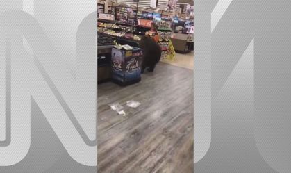 Urso é flagrado dentro de supermercado nos Estados Unidos; veja o vídeo