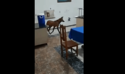Visita ilustre: lobo-guará 'passeia' por quartel do Exército em Jataí, Goiás