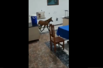 Lobo guará em quartel em Jataí, Goiás