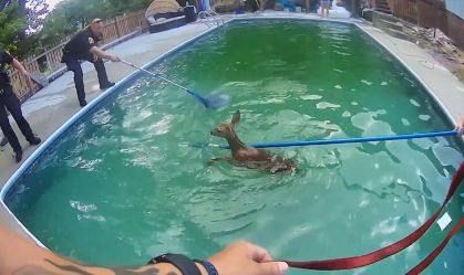 Cervos são resgatados após ficarem presos em piscina nos EUA; veja o vídeo