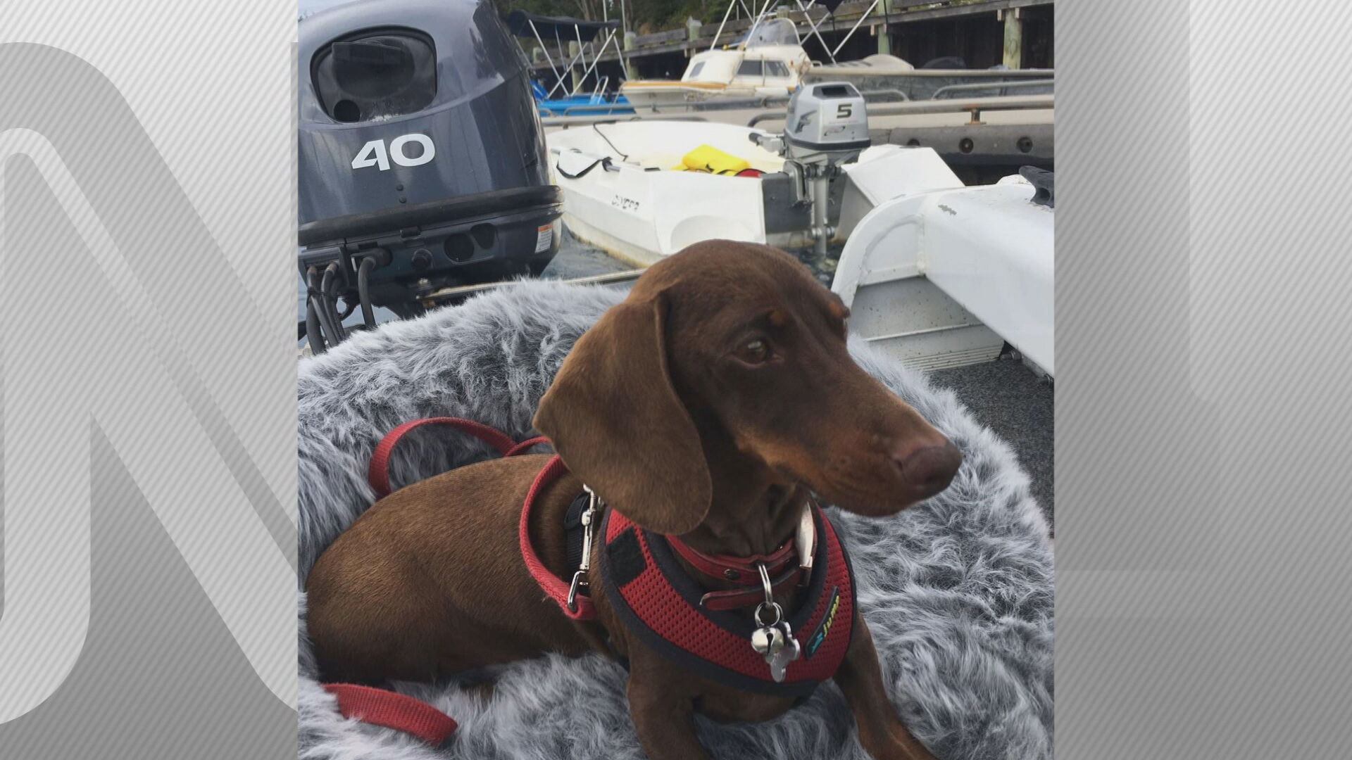 Pip, o cachorro que ficou separado dos donos por seis meses após restrições por 