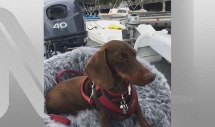 Pip, o cachorro que ficou separado dos donos por seis meses após restrições por 