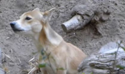 Cientistas confirmam que 'cão cantor' foi reencontrado na natureza após 50 anos