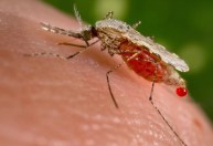 Mudanças climáticas podem provocar aumento na população mundial de mosquitos