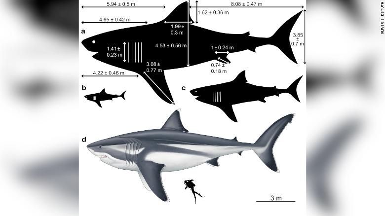 Dimensões do tubarão megalodonte em diferentes fases da vida