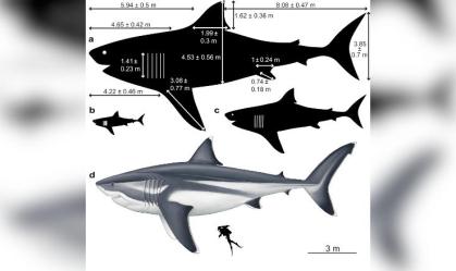 Dimensões do tubarão megalodonte em diferentes fases da vida