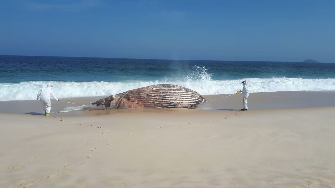 Baleia jubarte encontrada morta na Praia da Restinga, em Maricá