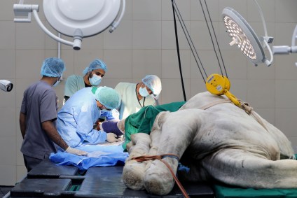 Maior hospital de camelos do mundo custou o equivalente a R$ 193,7 milhões