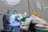 Imagens mostram o funcionamento do maior hospital do mundo – para camelos