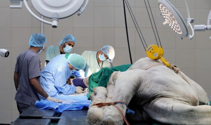 Imagens mostram o funcionamento do maior hospital do mundo – para camelos