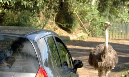Após reabertura, procura por passeios no Zoo Safári de São Paulo aumenta 35%