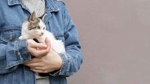 Pessoa segurando um filhote de gato