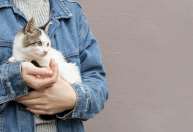 Pesquisa identifica 5 tipos de donos de gatos; qual é você?