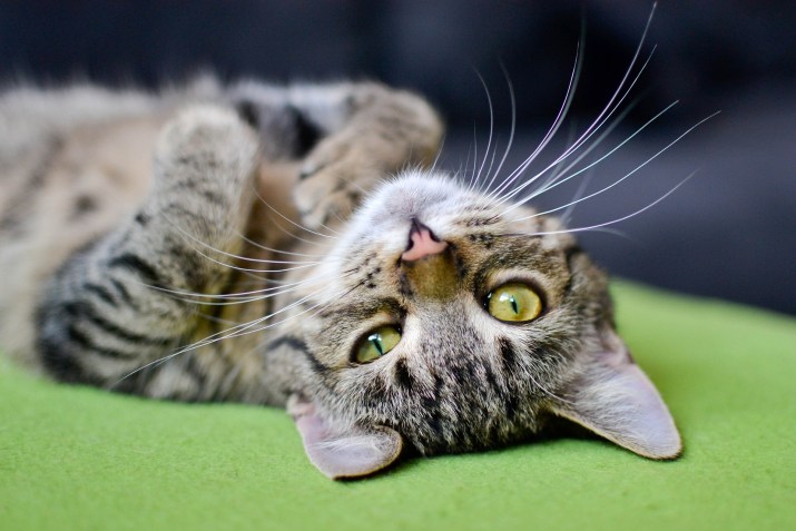 Gatos domésticos soltos representam uma séria ameaça à  nativa / Foto: Pixabay