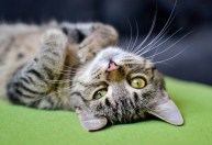 Gatos podem rastrear presença de humanos usando apenas as orelhas, diz estudo