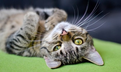 Gatos podem rastrear presença de humanos usando apenas as orelhas, diz estudo