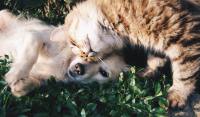 Governo sanciona lei que criminaliza tatuagens e piercings em pets