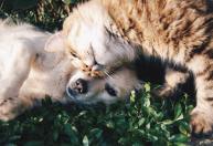 RG dos pets: em 24 horas, 28 mil animais foram registrados no SinPatinhas