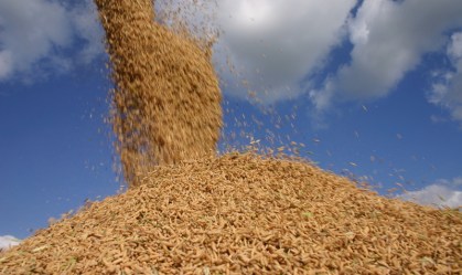 Produtores de arroz criticam decisão de suspender taxa de importação