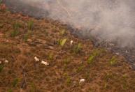 Desmatamento na Amazônia sobe 91% em maio de 2025