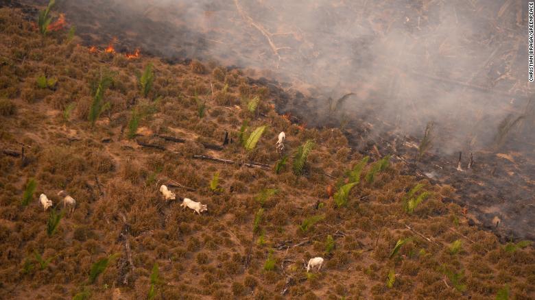 Gado próximo a incêndio em Lábrea (AM), em meados de agosto / Christian Braga/Greenpeace