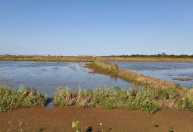 Chuvas no RS podem ter destruído 5% da produção nacional de arroz, estima XP