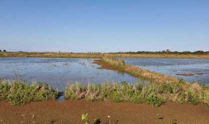 Safra de verão deve ser a segunda maior da história no Rio Grande do Sul