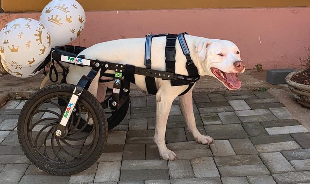 O pitbull Sansão, que ganhou cadeira de rodas adaptada para poder se locomover a
