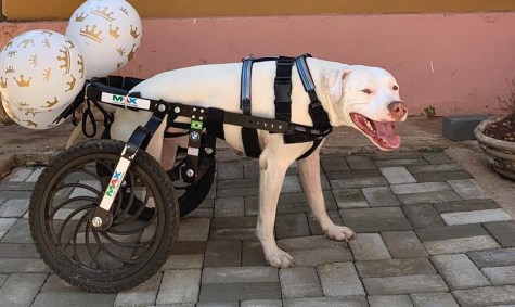 O pitbull Sansão, que ganhou cadeira de rodas adaptada para poder se locomover a