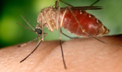 Por que os pernilongos ‘atacam’ no calor e outras dúvidas sobre os mosquitos