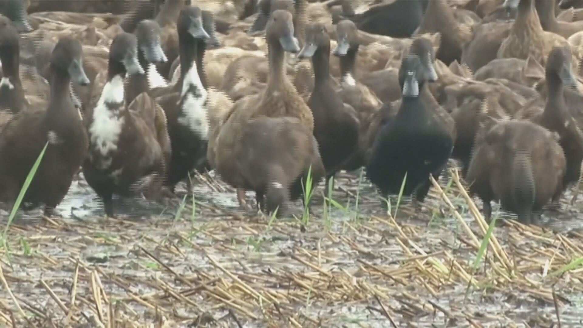 Patos são usados para caçar pragas em colheita de arroz na Tailândia