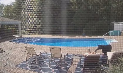 Urso entra em quintal e surpreende homem em espreguiçadeira; veja o vídeo