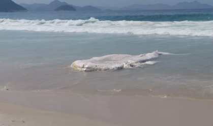 Carcaça de baleia aparece na Praia de Copacabana, no Rio