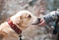 Cachorros podem reconhecer idiomas diferentes e palavras sem sentido, diz estudo