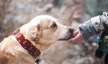 Direito ao bem-estar não esgota debate sobre direitos dos animais; entenda